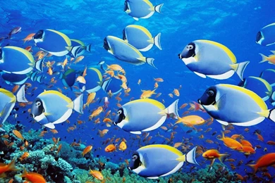 Amazing Fishes Fish Wallpapers