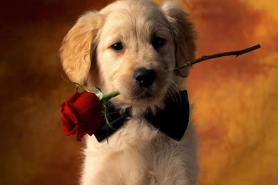 Puppy Desktop Wallpapers HD Wallpapers Lovely