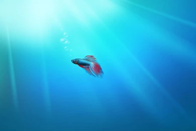 Windows 7 Fish Wallpapers 44472