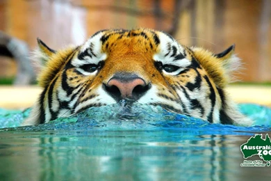 Australia Zoo Tiger Wallpapers 137786