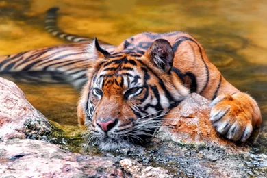1600x900 Tiger Chill In Water Wallpapers