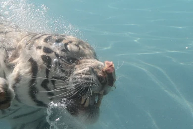 Download Wallpapers 2560x1024 Tiger, Albino, Water, Dive, Splash ...