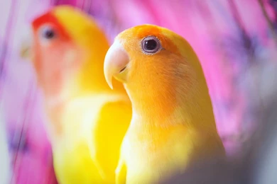 Animal Wallpapers, Wild Animal Wallpapers, Cool Pets, Free ...