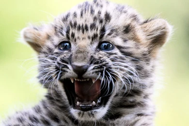 Amur Leopard Cub Cute Free Download Picture Id: 1127 7HDWallpapers