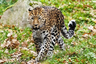 Amur Leopard By PictureByPali On DeviantArt