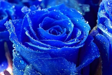 Flowers On Pinterest