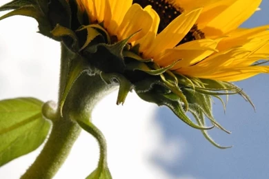 World's Most Beautiful Flowers Wallpapers