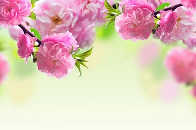 HD Flowers Widescreen Wallpapers For PC 3.jpg