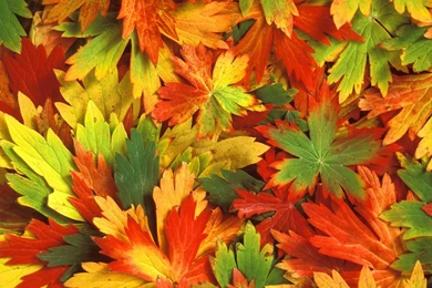 Fall Leaves Wallpapers