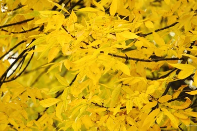 2560x1600 Wallpapers Yellow Fall Leaves Wallpaper Backgrounds