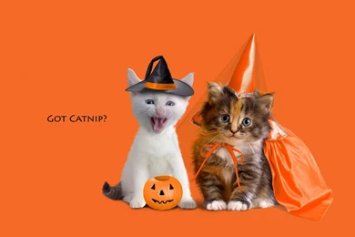 Pictures > Cute Happy Halloween Backgrounds