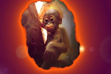 Computer Wallpaper, Crazy Monkey