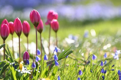 Spring Backgrounds Free Download