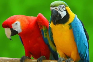 Parrots Backgrounds HD Wallpapers HD Images New