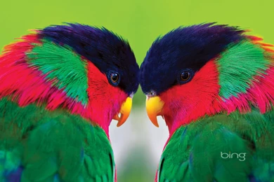 113 Parrot HD Wallpapers