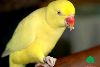 Wallpapers Parrot 609545 Wallpapers