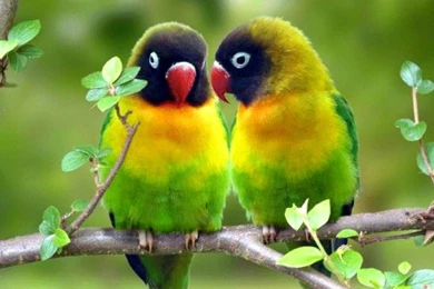 Desktop birds parrot wallpaper.jpg