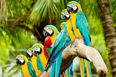 High Definition Parrot Wallpapers For Free Download