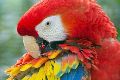 Parrot Wallpapers
