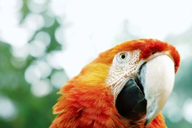 Parrot Wallpapers