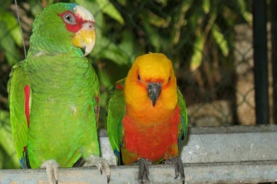 Parrot Wallpapers Animals Town