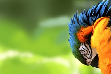Colorfull HD Parrot Wallpapers