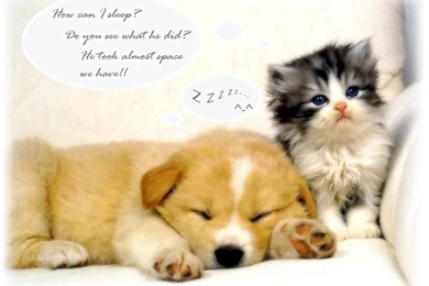 Kinds Of Wallpapers: Cute Animal Wallpapers