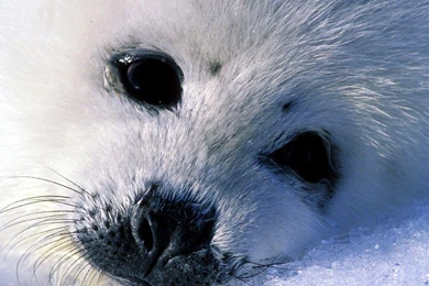 Cute Animals Wallpapers Hd For Desktop Free Download ~ Wallpapers ...