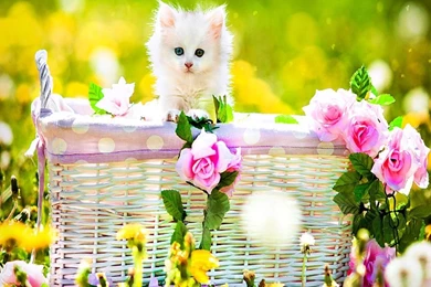 Cute Wallpapers free download for mobile 1.jpg