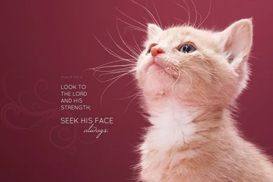 Christmas Cards 2012: October 2012