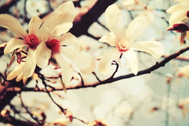 Spring Flowers Wallpapers