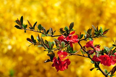 Free Desktop Wallpapers Spring Flowers Wallpapers Cave