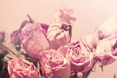 Download Wallpapers 1280x1024 Roses, Flowers, Sweet, Dried, Buds ...