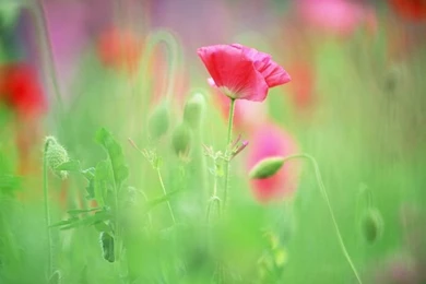 Elegant Wild Flowers Pure And Sweet (Vol.02) Wallcoo.net