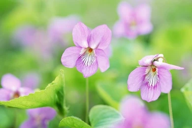 Aleutian Violet Flowers, Soft Focus And Dreamy Effect (1920+1600 ...
