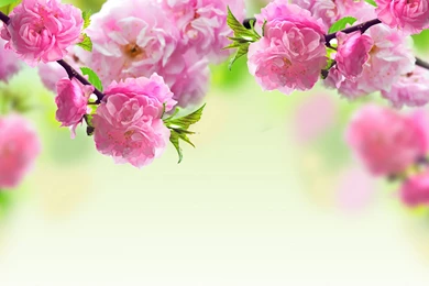 Spring Flower Backgrounds Wallpapers Cave