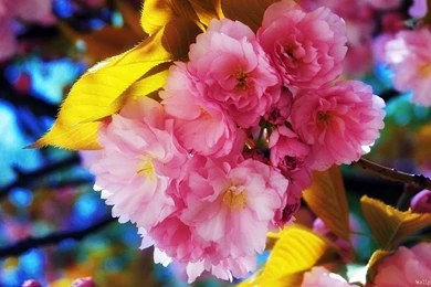 Flowers Wallpapers — Free Full HD Wallpaper. Widescreen HQ Desktop ...