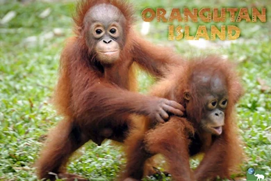 Baby Orangutan Wallpapers 119022