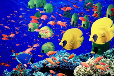 Aquarium 2 Ocean Life 1600×1200 Deluxe Wallpapers Ocean Marine ...