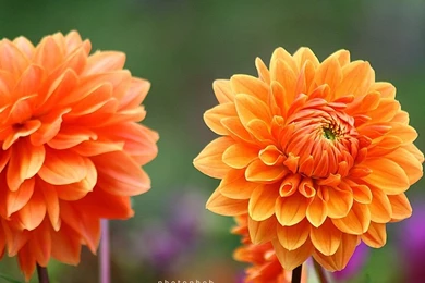 Colorful Dahlia Flowers Dahlia Flower Photos 1024x768 Wallpapers ...