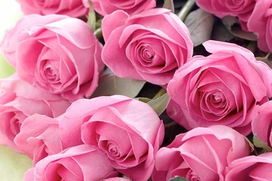 Pink Roses Wallpapers Wallpapers Cave Desktop Background