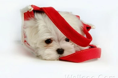 1920*1200 Furry Maltese Puppy White Maltese Puppies Wallpapers 3 ...