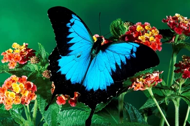 Sky Dark Color Butterfly Nice Desktop Full HD Wallpapers