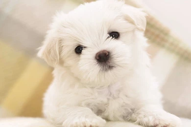 YouWall White Puppy Wallpapers Wallpaper,wallpapers,free ...