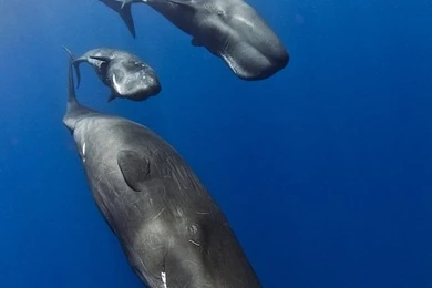 Sperm Whales Threesome During Socialization National Geographic ...