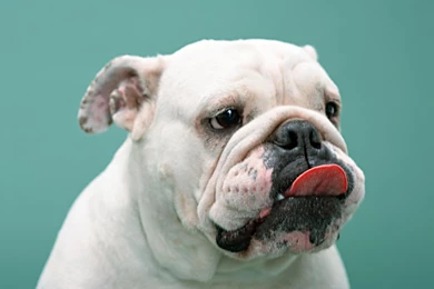 Dog Boxer Wallpapers The Dog Wallpapers Best The Dog Wallpapers