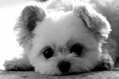Puppy Dogs Wallpapers (37242329) Fanpop