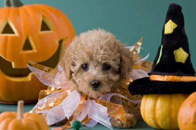 Dogs: Puppy Flowers Wire White Wallpapers Pictures Free For HD 16:9 ...