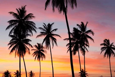 Palms Sunset iPhone Wallpapers