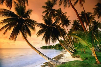 Caribbean_Island_Tree_Wallpapers.jpg